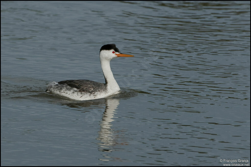 Grèbe à face blancheadulte