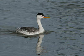 Clark's Grebe