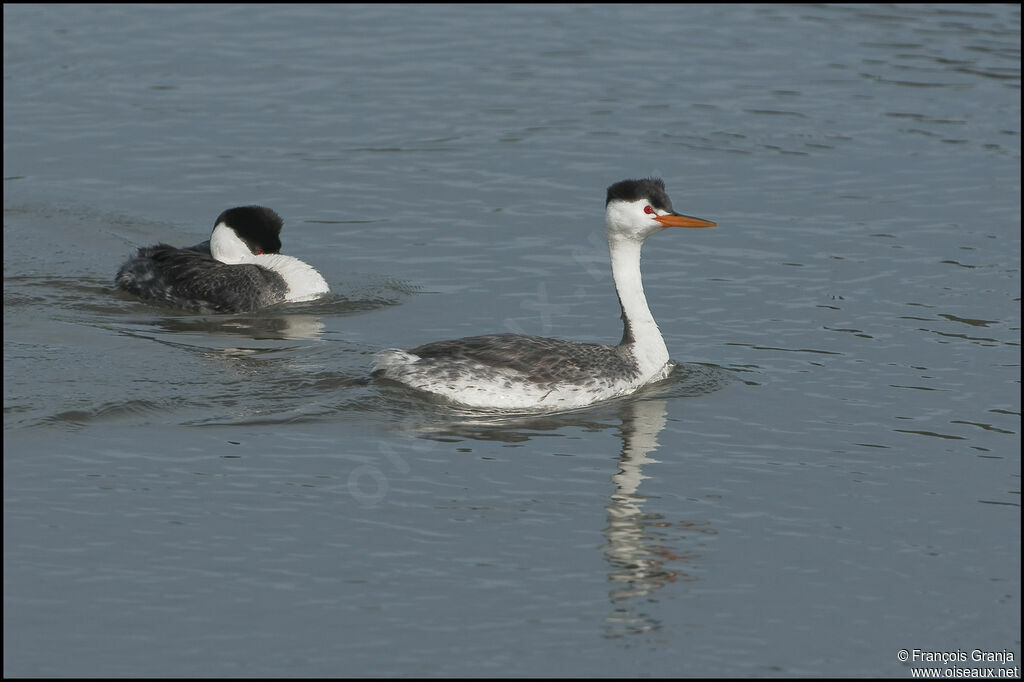 Clark's Grebe