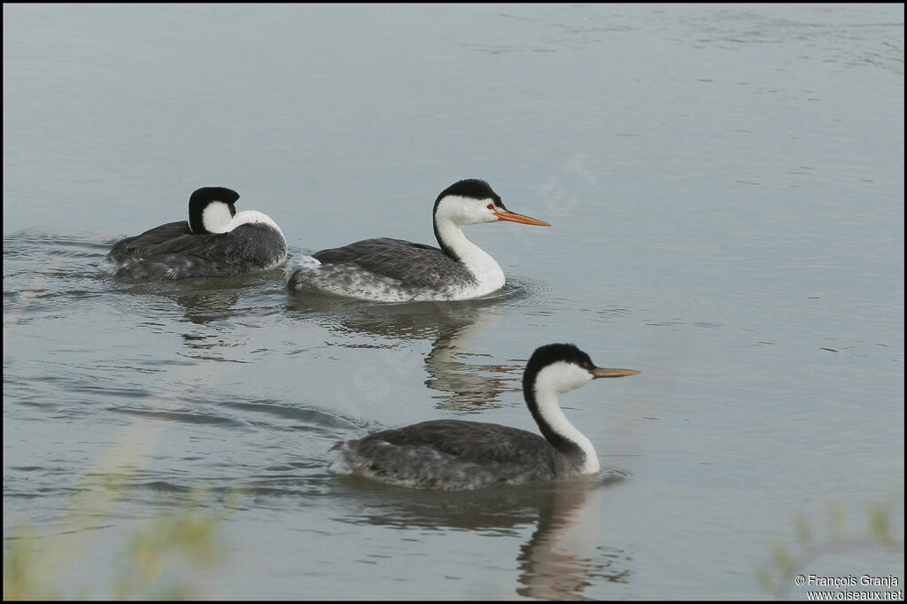 Clark's Grebe adult