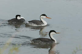 Clark's Grebe