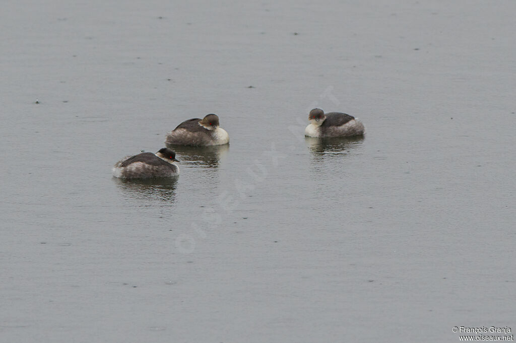 Silvery Grebe