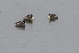 Silvery Grebe