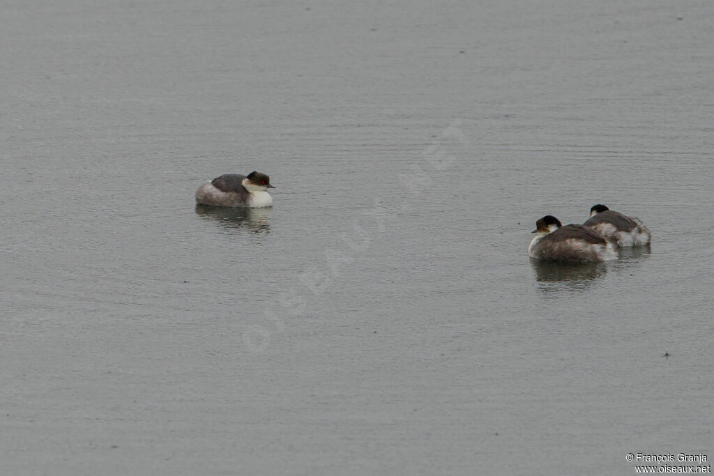 Silvery Grebe