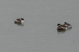 Silvery Grebe