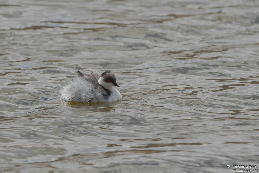 Silvery Grebe