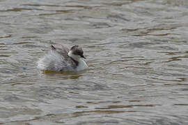 Silvery Grebe