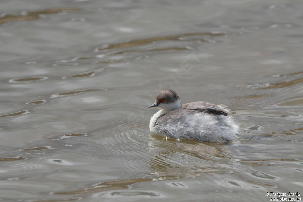 Silvery Grebe