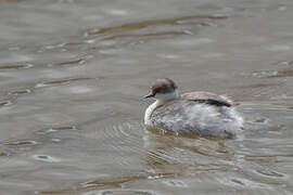 Silvery Grebe