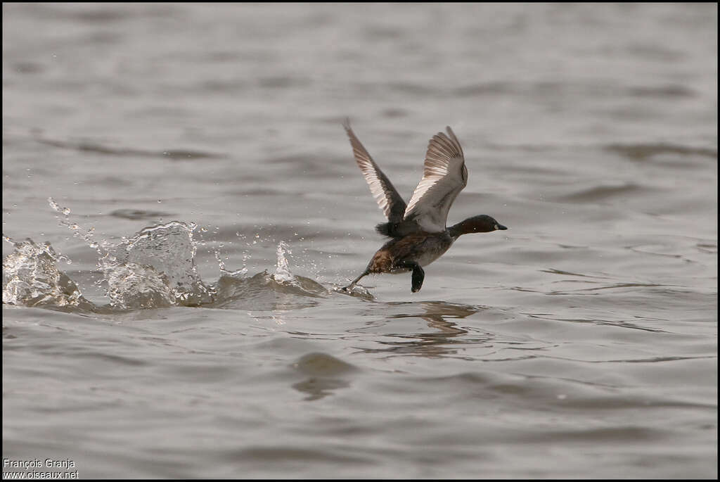 Little Grebeadult, Flight