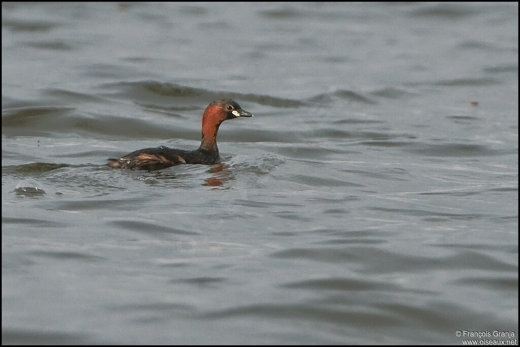 Little Grebe