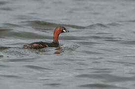 Little Grebe