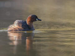 Little Grebe