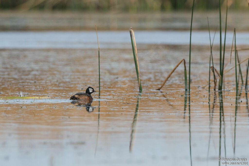 White-tufted Grebe