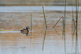 White-tufted Grebe