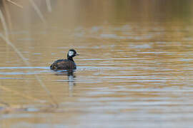 White-tufted Grebe