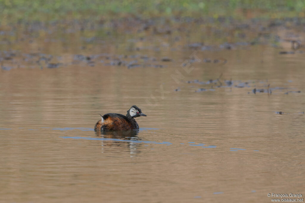 White-tufted Grebe