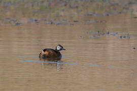 White-tufted Grebe