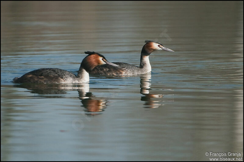 Great Crested Grebe adult