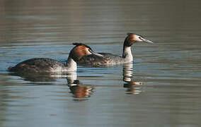 Great Crested Grebe