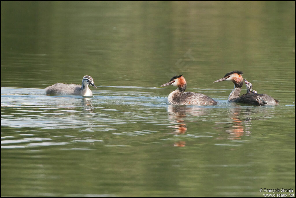 Great Crested Grebe, Behaviour