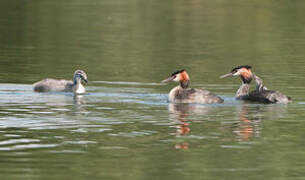 Great Crested Grebe