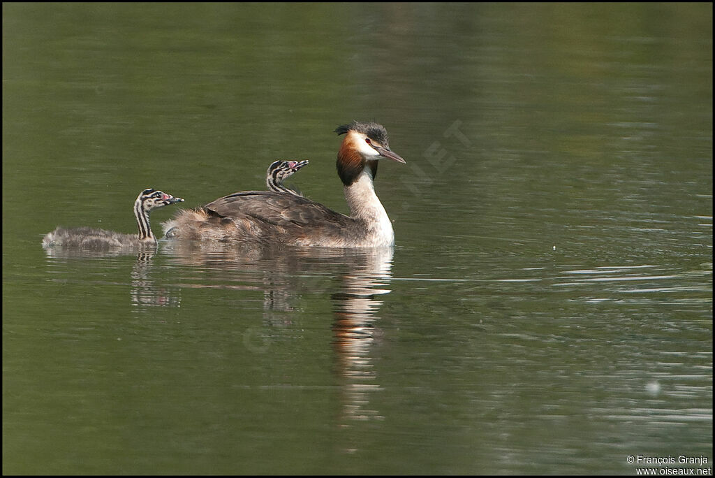 Great Crested Grebe