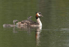 Great Crested Grebe