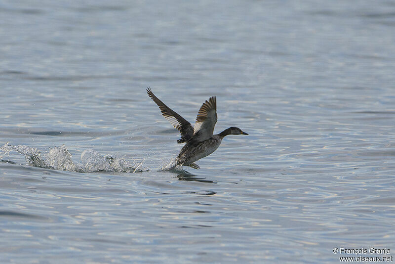 Red-necked Grebe