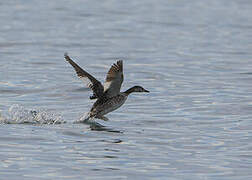 Red-necked Grebe