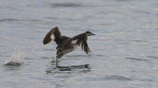 Red-necked Grebe