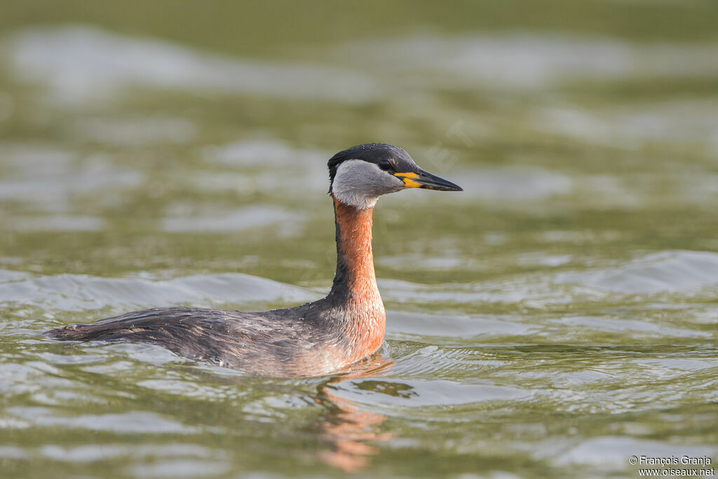 Red-necked Grebe