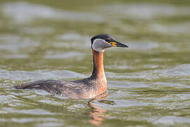 Red-necked Grebe