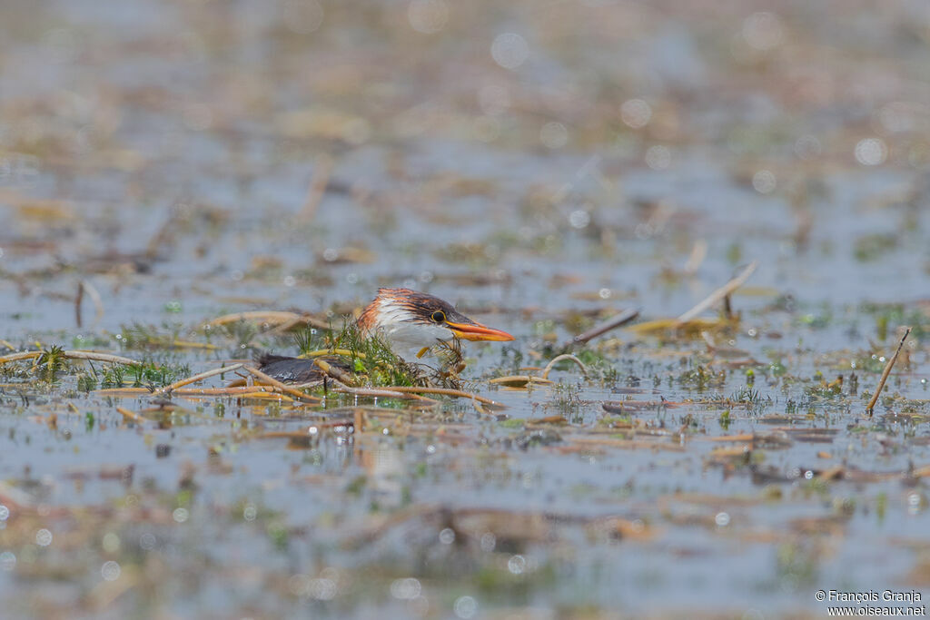 Titicaca Grebe