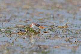 Titicaca Grebe