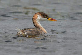 Titicaca Grebe