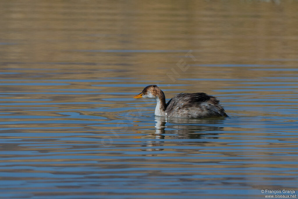 Titicaca Grebe