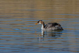 Titicaca Grebe