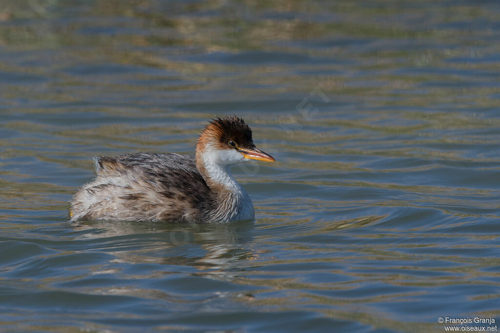 Titicaca Grebe