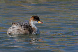 Titicaca Grebe