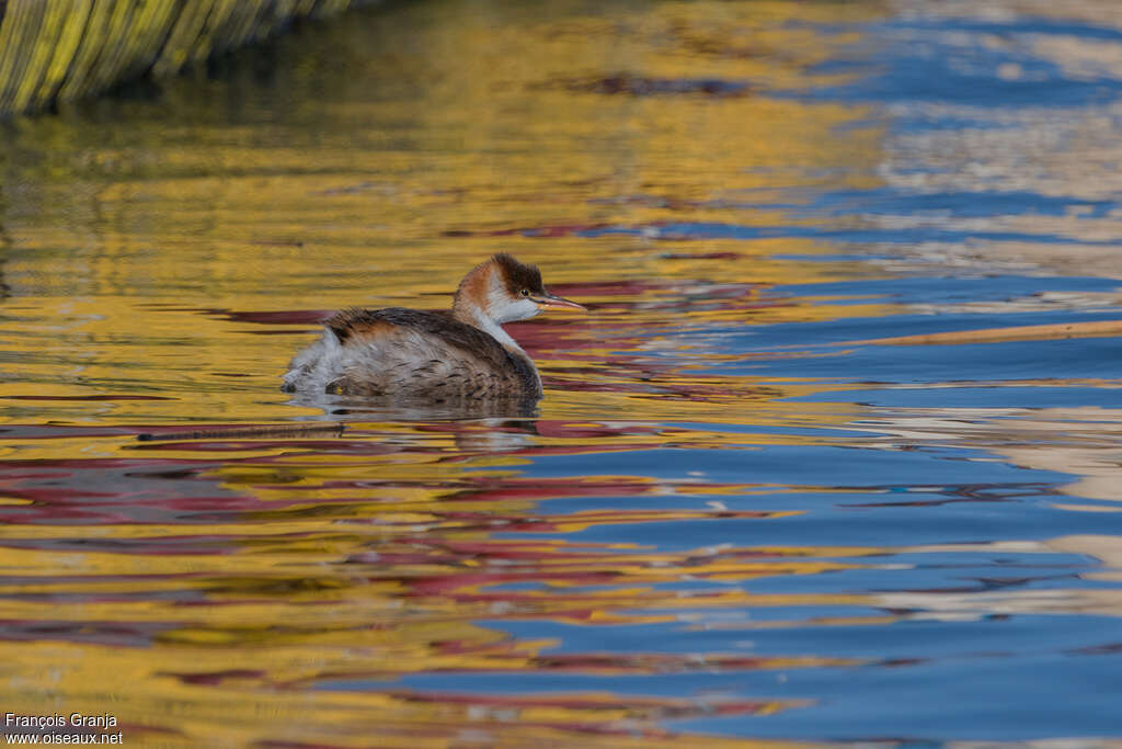 Titicaca Grebeadult post breeding