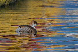 Titicaca Grebe