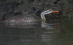 African Finfoot