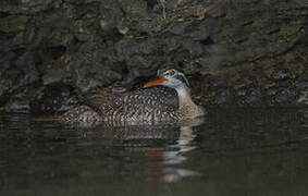 African Finfoot