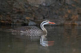 African Finfoot