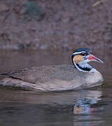 Sungrebe