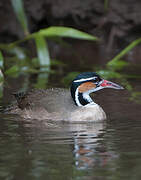 Sungrebe