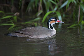 Sungrebe