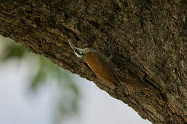 Narrow-billed Woodcreeper
