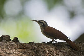 Narrow-billed Woodcreeper